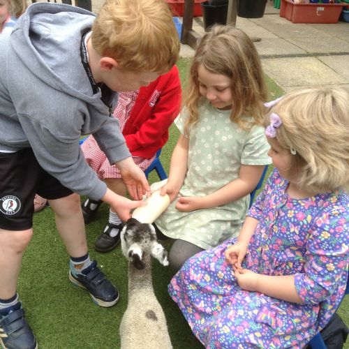 Lamb visit